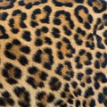 Leopard fur background. Royalty Free Stock Photo