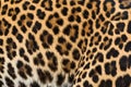 Leopard fur background. Royalty Free Stock Photo