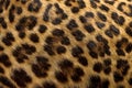 Leopard fur background. Royalty Free Stock Photo