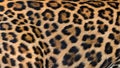 Leopard fur background. Royalty Free Stock Photo