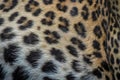 Leopard fur close up texture Royalty Free Stock Photo