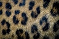 Leopard fur close up texture - Panthera Royalty Free Stock Photo