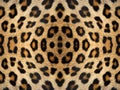 Leopard Fur Kaleidoscope Pattern Royalty Free Stock Photo