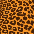 Leopard fur pattern