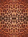 Leopard Fur Pattern Royalty Free Stock Photo