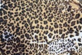 leopard fur skin texture Royalty Free Stock Photo