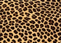 Leopard fur spot pattern background - Leopard skin rug with spotted design