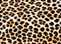 Leopard fur spot pattern background - Leopard skin rug with spotted design