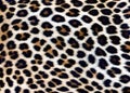 Leopard fur spot pattern background - Leopard skin rug with spotted design