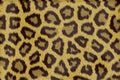 Leopard fur texture