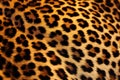 Leopard fur texture. Stylish wild animal print for fabric, background, textile, paper Royalty Free Stock Photo