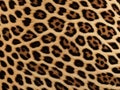 leopard fur wild animal print skin spots background pattern