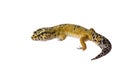 Leopard gecko Royalty Free Stock Photo