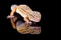 Leopard gecko