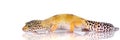 Leopard gecko Royalty Free Stock Photo