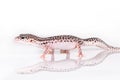 Leopard gecko Royalty Free Stock Photo