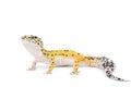 Leopard Gecko