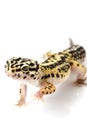 Leopard Gecko