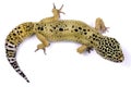 Leopard gecko Royalty Free Stock Photo