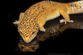 Leopard gecko with reflection Royalty Free Stock Photo