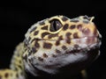 Leopard Gecko with Black and Yellow spots Close Up of Head and Eye