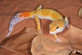 Leopard Gecko Royalty Free Stock Photo