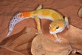 Leopard Gecko