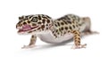 Leopard gecko, Eublepharis macularius