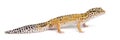 Leopard gecko, Eublepharis macularius Royalty Free Stock Photo