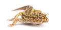 Leopard gecko, Eublepharis macularius Royalty Free Stock Photo