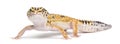Leopard gecko, Eublepharis macularius Royalty Free Stock Photo
