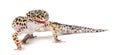 Leopard gecko, Eublepharis macularius Royalty Free Stock Photo