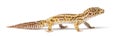 Leopard gecko, Eublepharis macularius Royalty Free Stock Photo