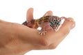 Leopard gecko or Eublepharis macularius on the hand isolated on white background with clipping path and full depth of