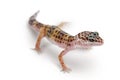 Leopard gecko or Eublepharis macularius isolated on white background with clipping path and full depth of field