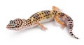 Leopard gecko or Eublepharis macularius isolated on white background with clipping path and full depth of field