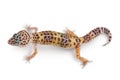 Leopard gecko or Eublepharis macularius isolated on white background with clipping path and full depth of field. Top