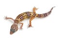 Leopard gecko or Eublepharis macularius isolated on white background with clipping path and full depth of field. Top