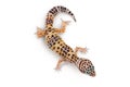 Leopard gecko or Eublepharis macularius isolated on white background with clipping path and full depth of field. Top