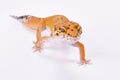 Leopard gecko,Eublepharis macularius