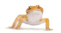 Leopard gecko facing the camera, Royalty Free Stock Photo