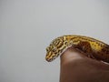 Leopard Gecko in Hand Royalty Free Stock Photo