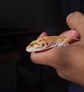 A leopard gecko in hand Royalty Free Stock Photo