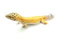 Hypo Tangerine Carrot Tail Leopard Gecko 01