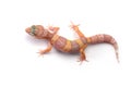 Leopard Gecko isolated on white background Royalty Free Stock Photo