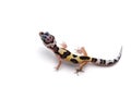 Leopard Gecko isolated on white background Royalty Free Stock Photo