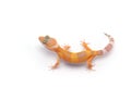 Leopard Gecko isolated on white background Royalty Free Stock Photo