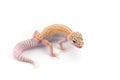 Leopard Gecko isolated on white background Royalty Free Stock Photo
