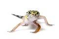 Leopard gecko isolated on white background