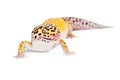 Leopard Gecko Licking Lips Royalty Free Stock Photo